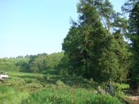 2008 06 - Tree pics B (16)